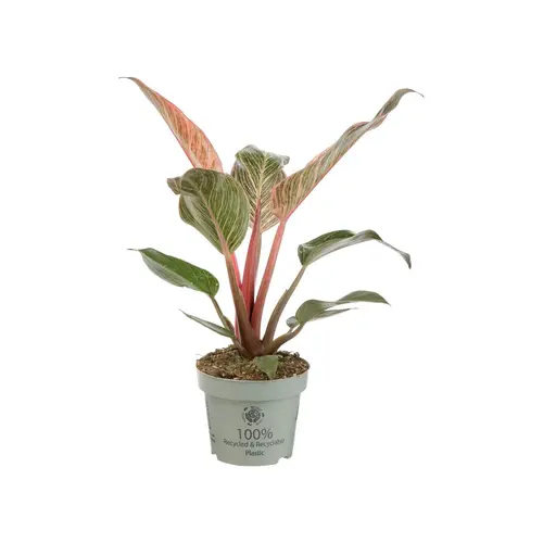 Philodendron Pink Bikini. Le pot de Ø 10,5 cm