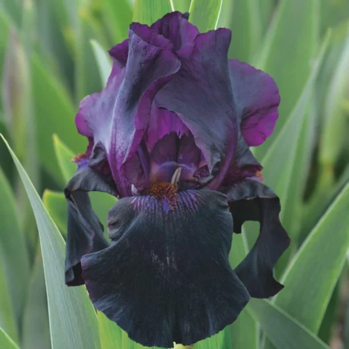 Iris des jardins Sable Night - Le pot de 1 litre