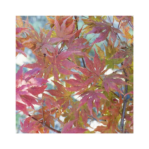 Erable du Japon (ACER PALMATUM RETICULATUM RED ) Le pot de 30 litres