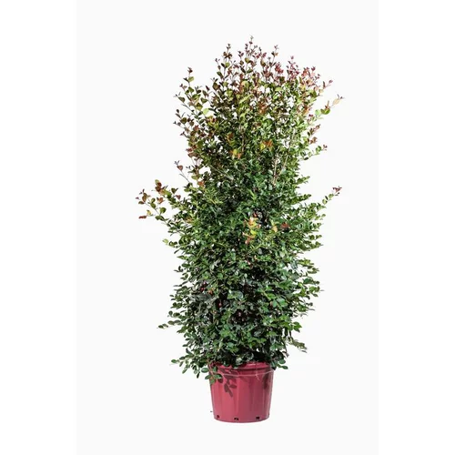 Eugenia Etna Fire (Cerisier de Cayenne) en pot de 30 L Rouge