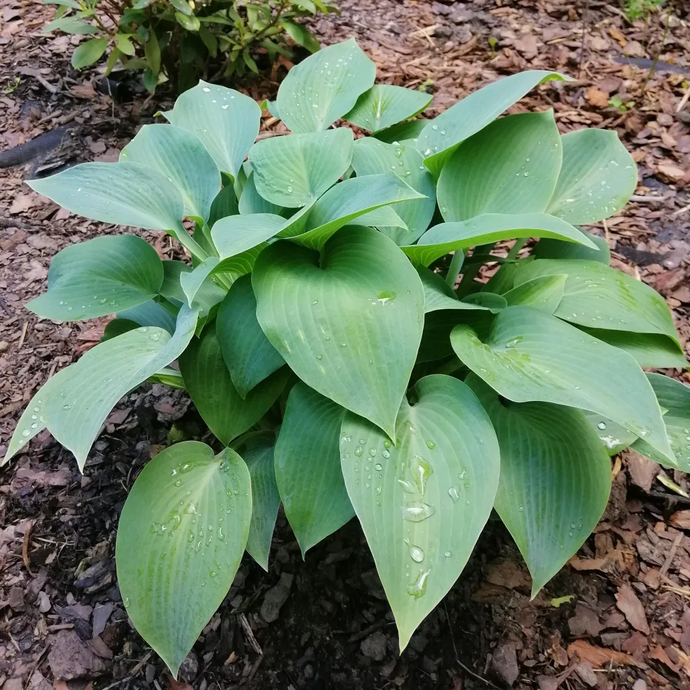 Hosta Canadian Blue Hosta canadian blue