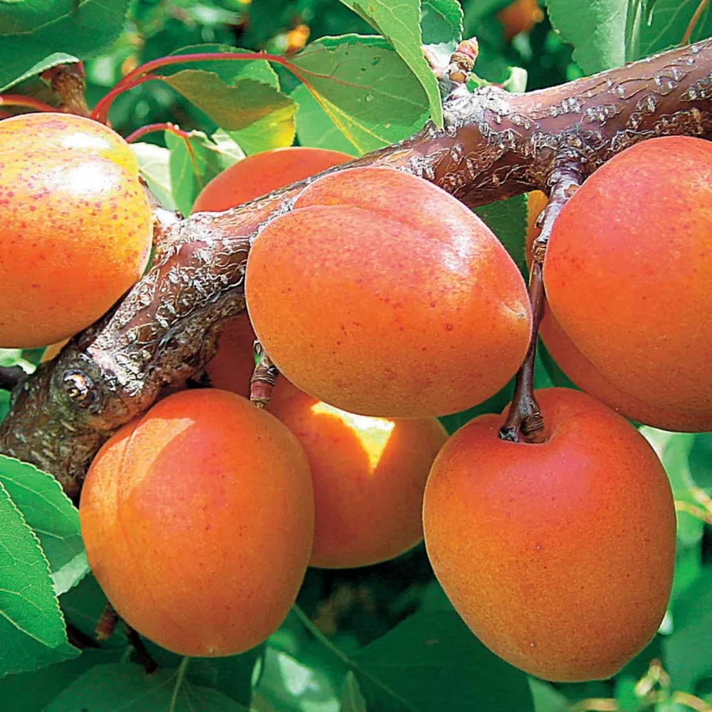 Abricotier Orange Summer ® COV EU.22.071 Prunus armeniaca orange summer