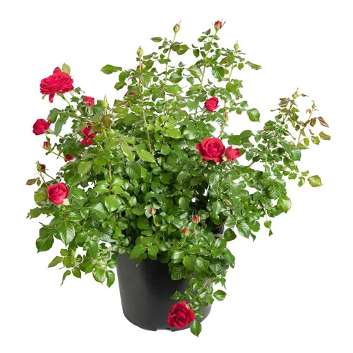 Rosier miniature - Le pot de 11 litres