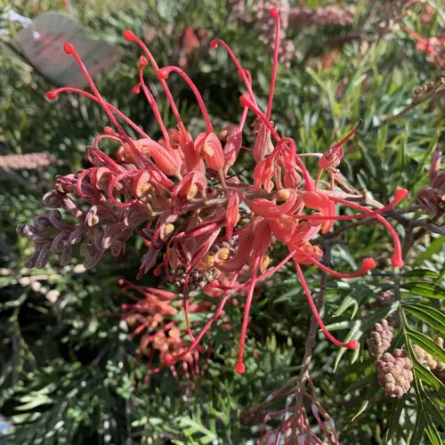 Grevillea Robin Gordon rose. Le pot de 3 litres