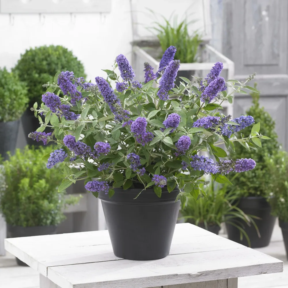 Arbre à papillons nain Free Petite© Blue Heaven Buddleja davidii Free Petite® Blue Heaven