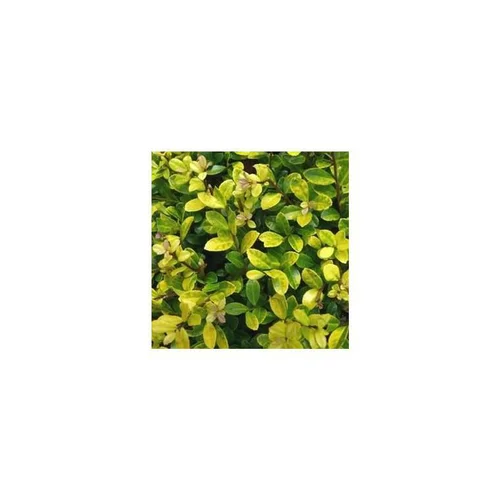 Houx Ilex Meserveae Little Rascal en pot de 2 L