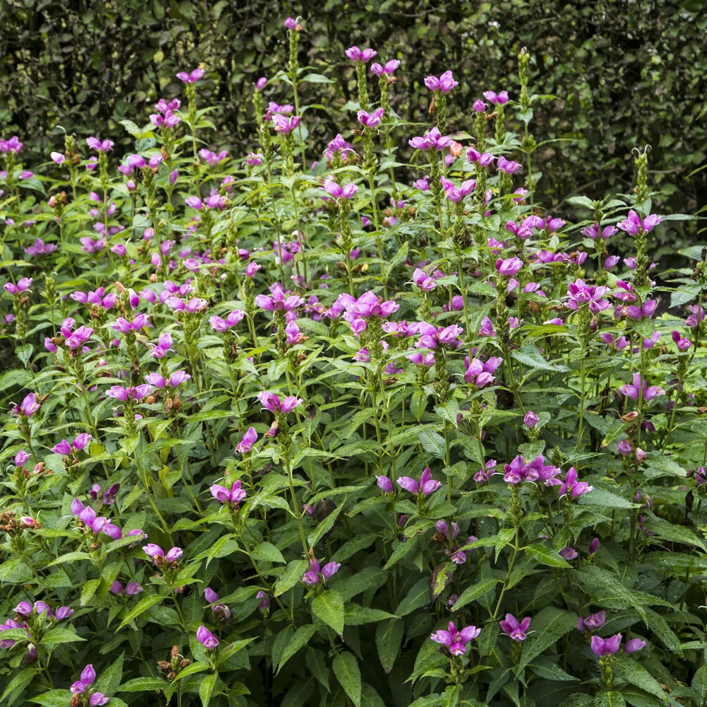 Galane oblique Alba Chelone obliqua
