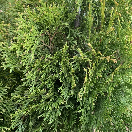 Thuya occidental ou Thuya du Canada Emeraude vert. Le pot de 15 litres