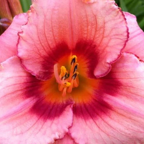 Hémérocalle Strawberry Swirl Hemerocallis strawberries swirl