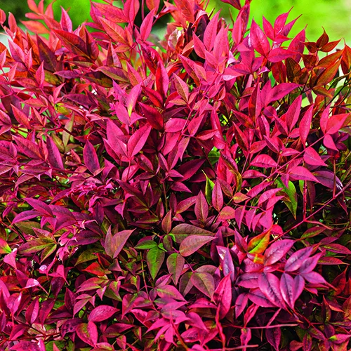 Nandina domestica Obsessed Seika botanic®. Le pot de 3 litres