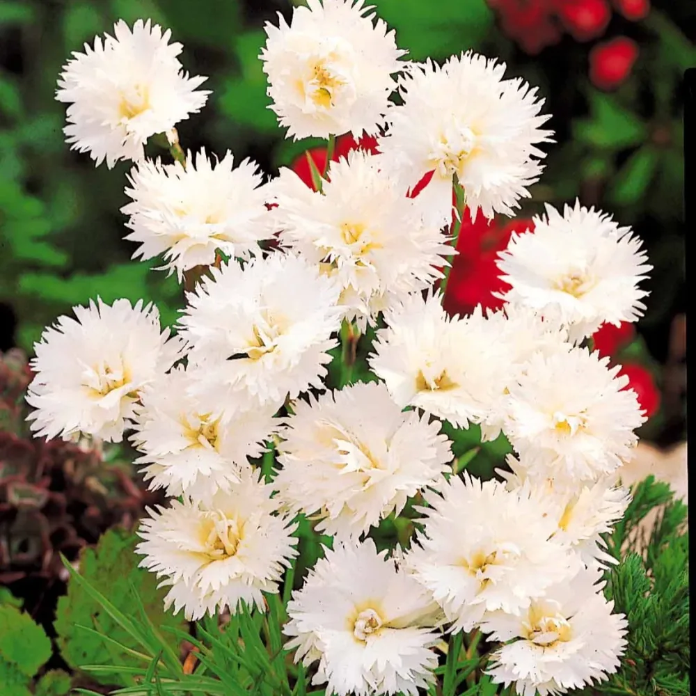 2 Œillets Grenadin White Dianthus caryophyllus Grenadin white