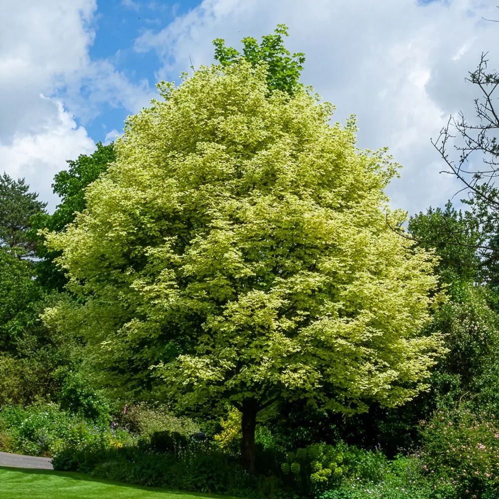 Érable plane panaché Drummondii Acer platanoides Drummondii