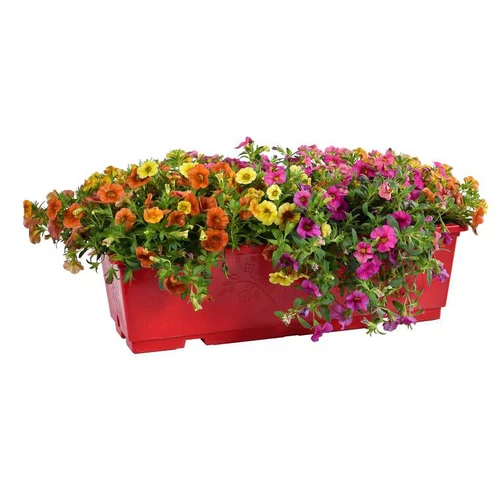 Calibrachoa - La jardinière de 40 cm