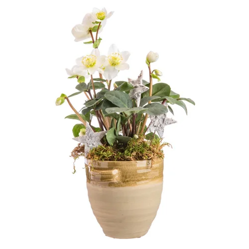 Hellébore en pot antique terre cuite