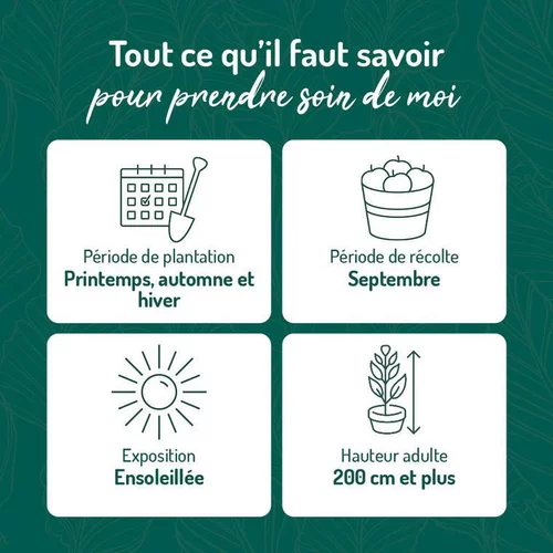 Vigne Perdin®. Le pot de 2 litres