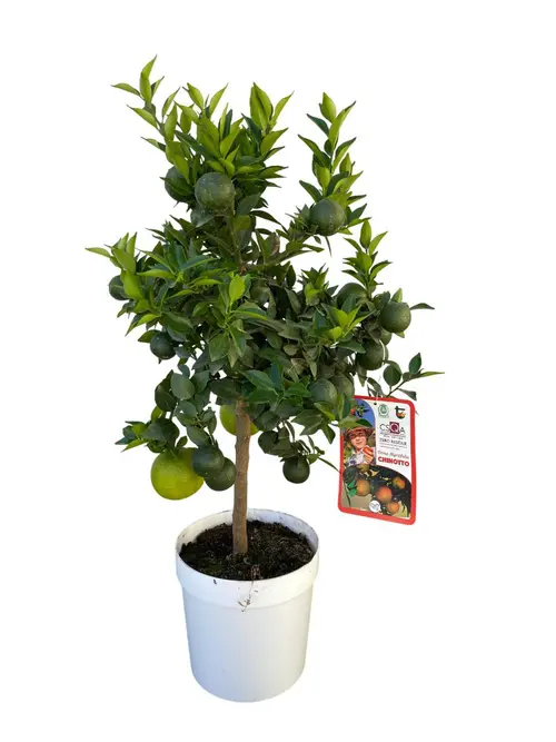 Chinotto coloris orange - 5 L