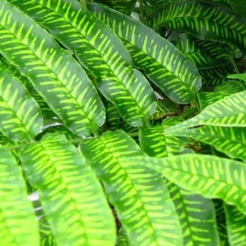 Coniogramme emeiensis Coniogramme emeiensis
