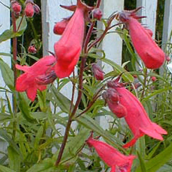 6 x Galane – Penstemon 'Andenken An Friedrich Hahn', godet 9cm x 9cm