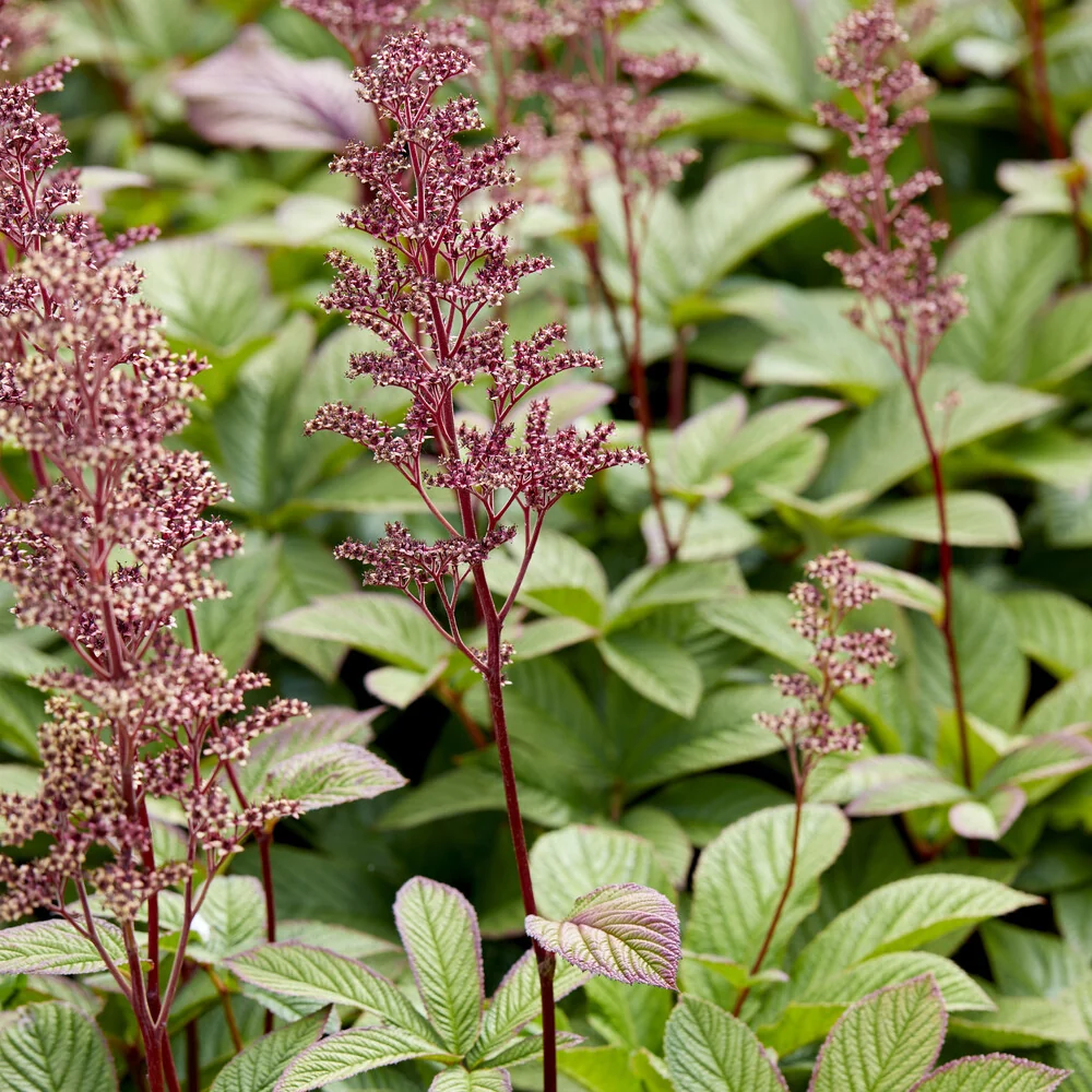Rodgersia pinnata Rodgersia pinnata