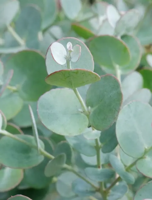 Eucalyptus gunnii Azura. Le pot de 3,5 litres