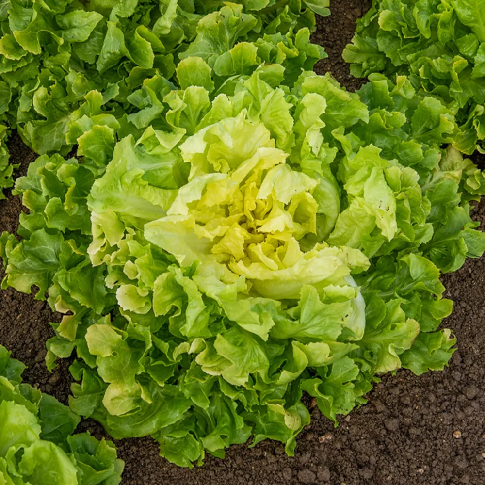 Chicorée scarole Blonde à coeur plein Cichorium endivia latifolium Blonde à coeur plein