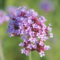 Verbena Bonariensis - Le pot de 2 litres