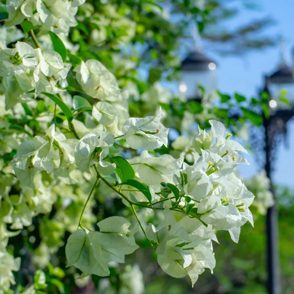 Bougainvillier Blanc Bougainvillea white