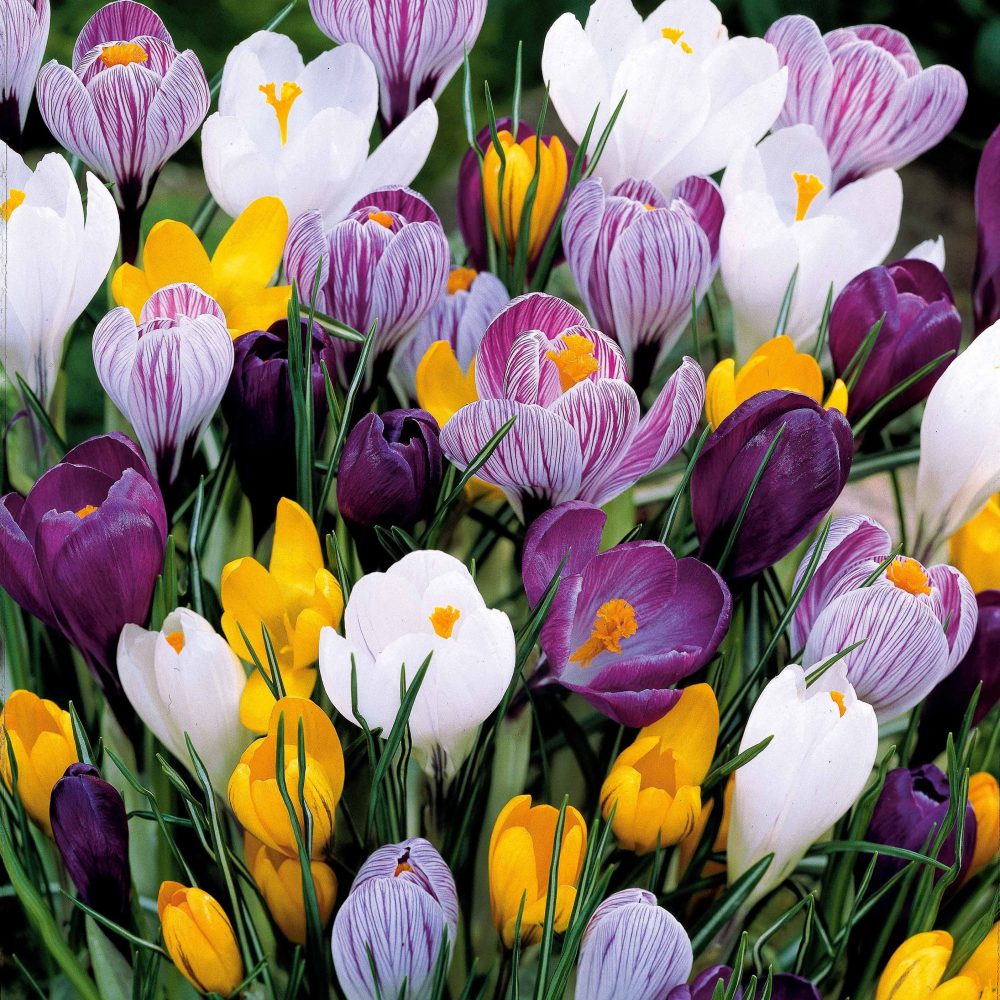 100 Crocus à grosses fleurs en mélange Crocus vernus