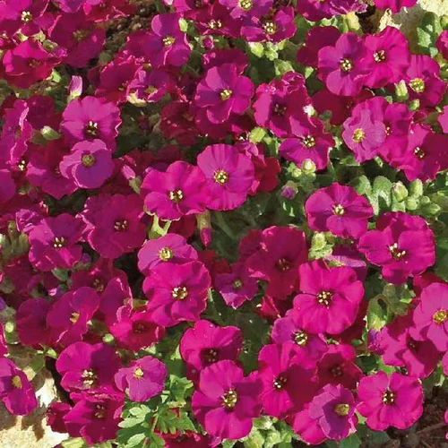 Aubriete rouge Carmin - Le pot de 9 x 9 cm
