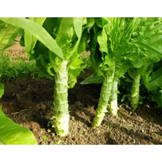 Bio zaden van Bindsla Celtuce of Aspergesla