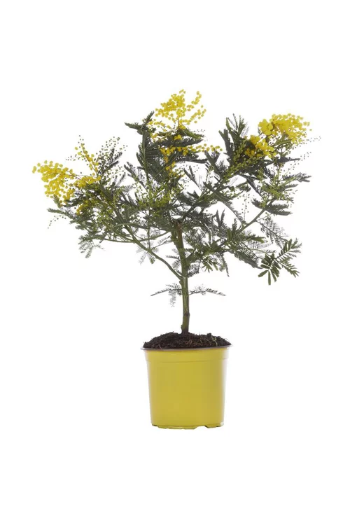 Mimosa greffé – C5