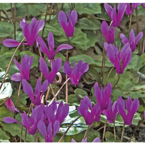 Cyclamen Hederifolim Pourpre - Le pot de 9 x 9 cm