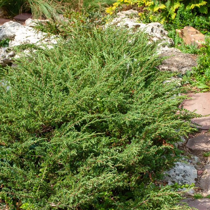 Genévrier rampant Wiltonii Juniperus horizontalis Wiltonii