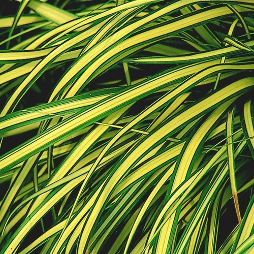 Carex - Le bac carré