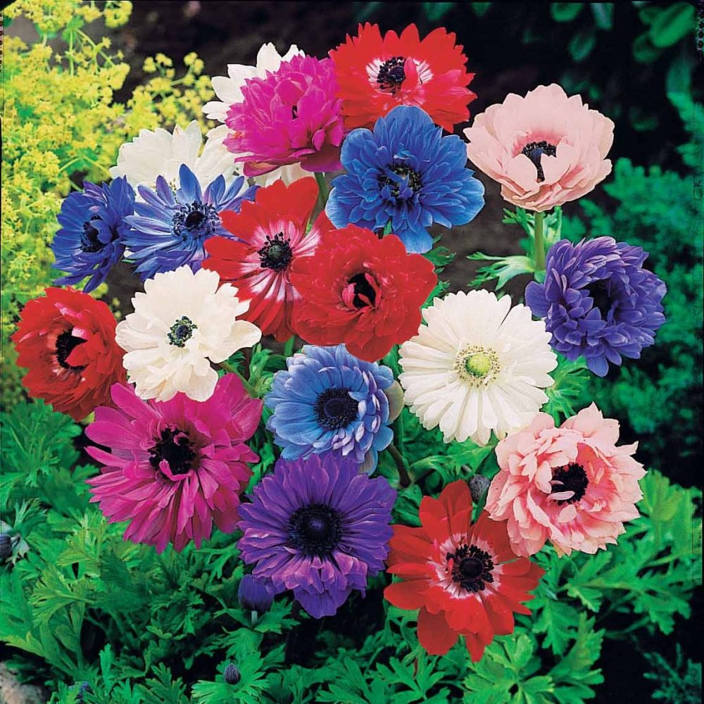 30 Anémones Sainte Brigitte en mélange Anemone coronaria sainte brigitte