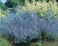 Sauge de Sibérie Blue Spire. Le pot de 5 litres