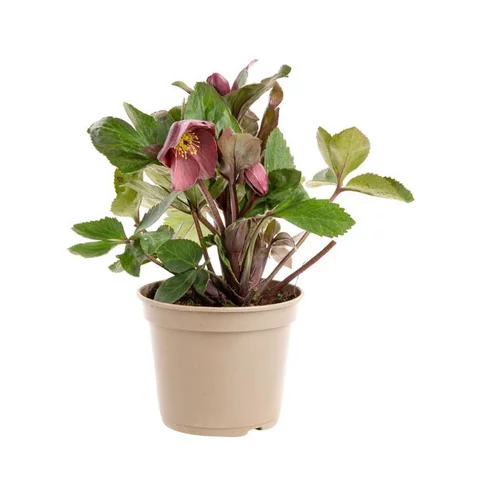 Hellébore (ou Rose de Noël) HGC ® Ice N'Roses ® Nightingale violet - Le pot de 2 litres
