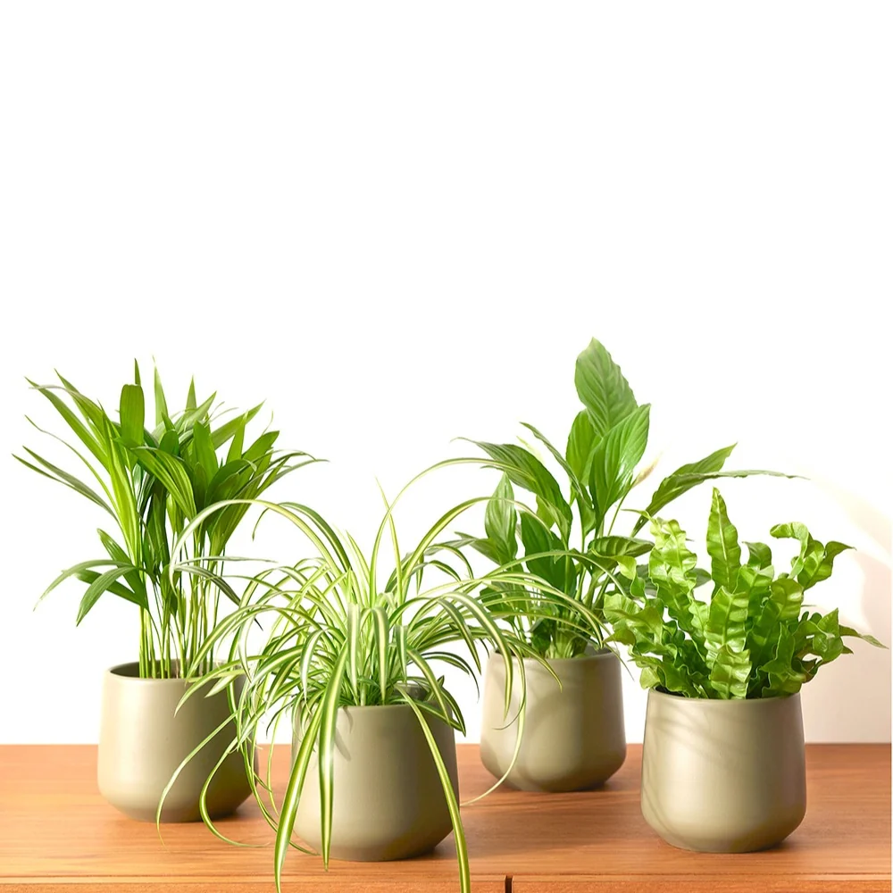 Collection de 4 plantes dépolluantes Areca dypsis, chlorophytum 'atlantic', asplenium, spathiphylum