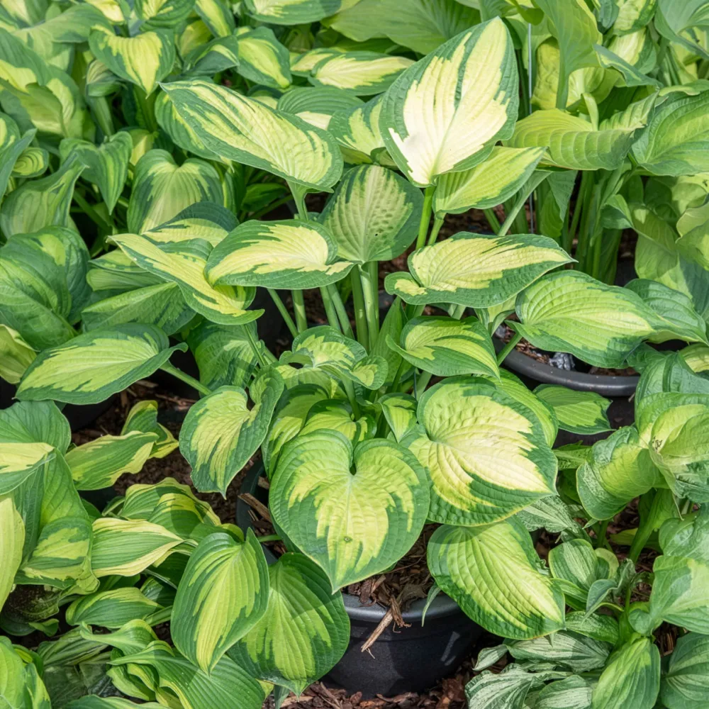 Hosta Paul's Glory Hosta hybride pauls glory