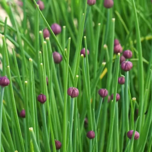 Ciboulette | Aromatiques