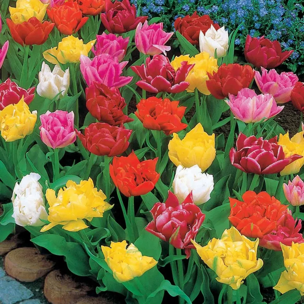 60 Tulipes doubles Murillo en mélange Tulipa murillo