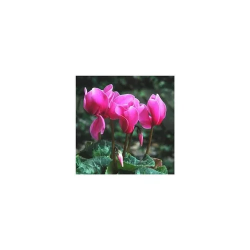 Cyclamen à grandes fleurs - Le pot diam 12 cm