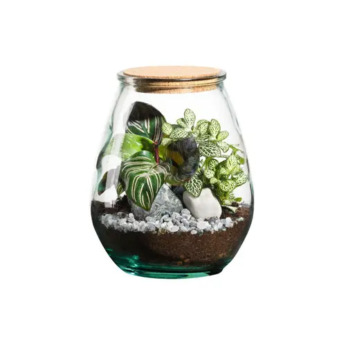 Terrarium autonome botanic® Darasa - Taille M Ø 19 cm H 23 cm