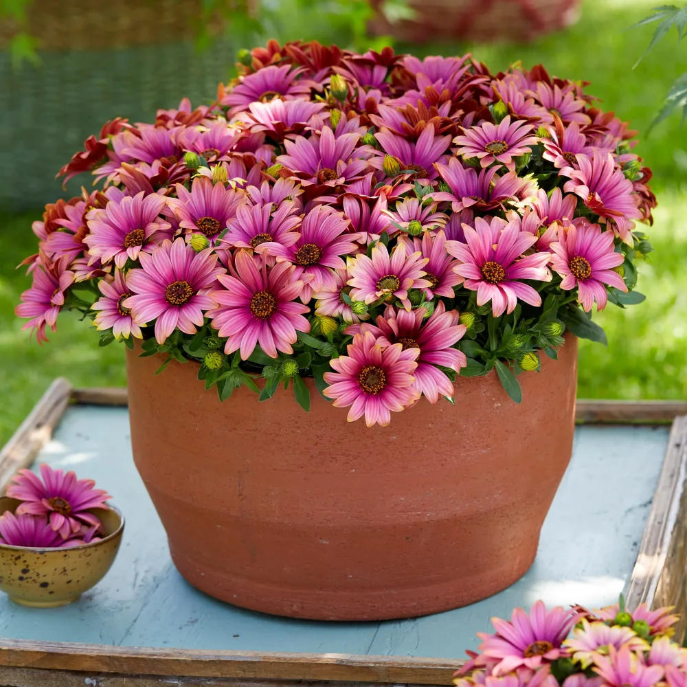 3 Marguerites du Cap bicolores (pourpre/blanc) Osteospermum Havilah