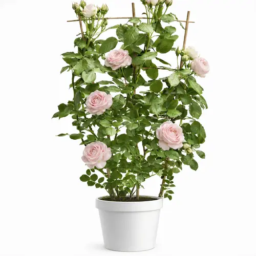 Rosier grimpant. Le pot de 6 litres