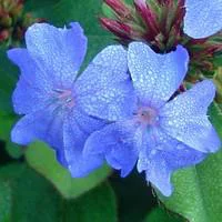 Ceratostigma Plumbaginoides - Le pot de 10,5 cm
