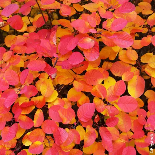Arbre à perruques FLAMISSIMO® ‘Mincofla20’ vert. Le pot de 3L
