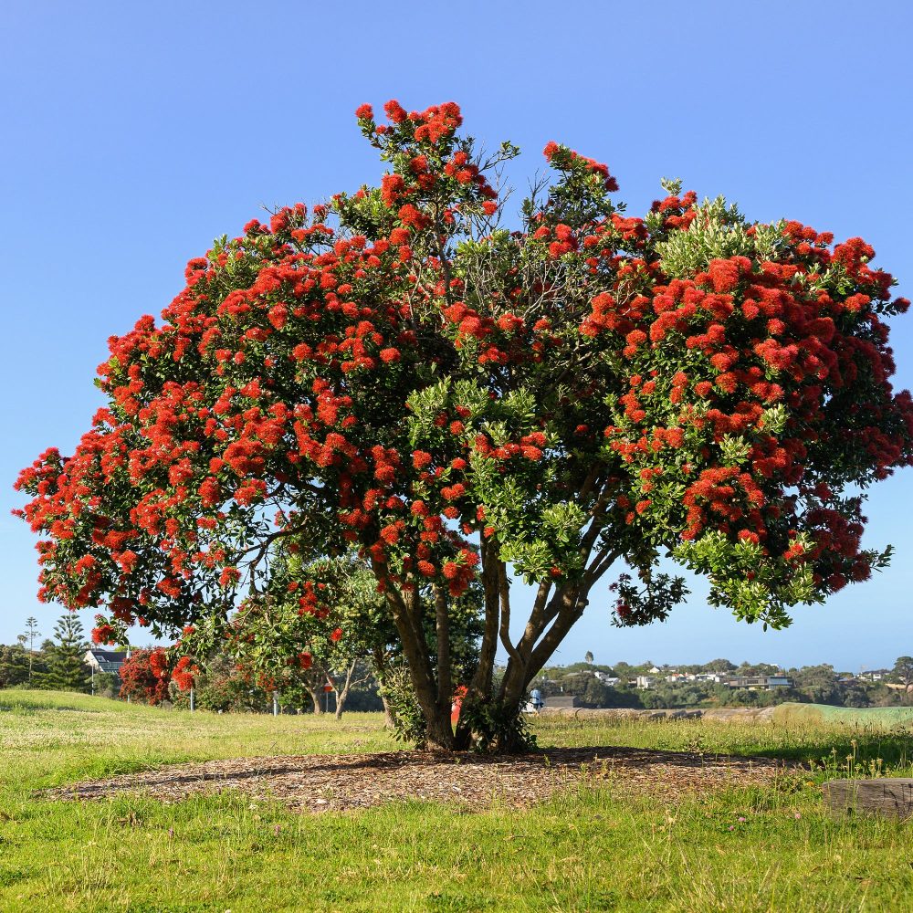 Pohutukawa - Metrosideros excelsa Metrosideros excelsa