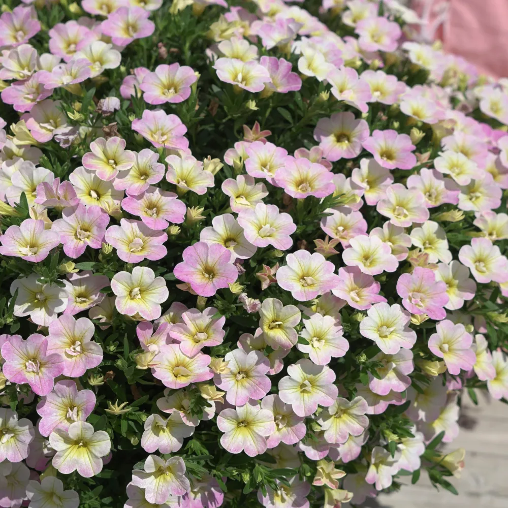 3 Mini-pétunias doubles pastel Calibrachoa Fancy Francy