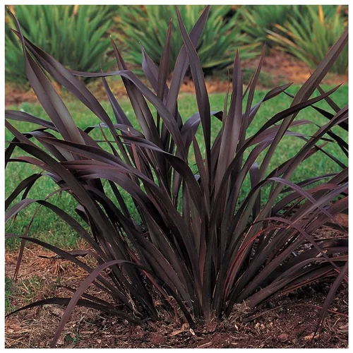 Phormium Tenax Platt’s Black - pot 7,5 L